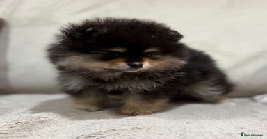 Pomeranian dogs KC Black&Tan Pom puppies stunning 🤩 🧡🖤 - Advert 8