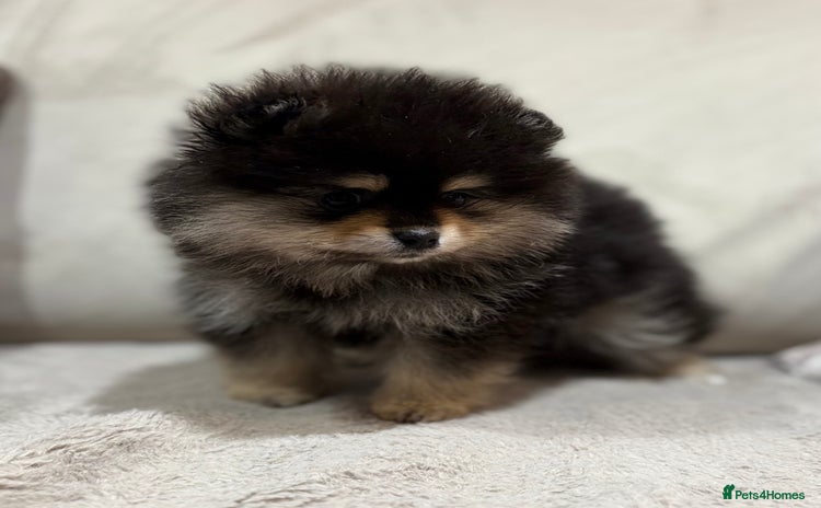 Pomeranian dogs KC Black&Tan Pom puppies stunning 🤩 🧡🖤 - Advert 1