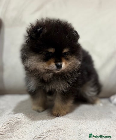 Pomeranian dogs KC Black&Tan Pom puppies stunning 🤩 🧡🖤 - Advert 1