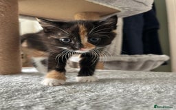 Mixed Breed cats for sale: Only little girl left  - Image 2