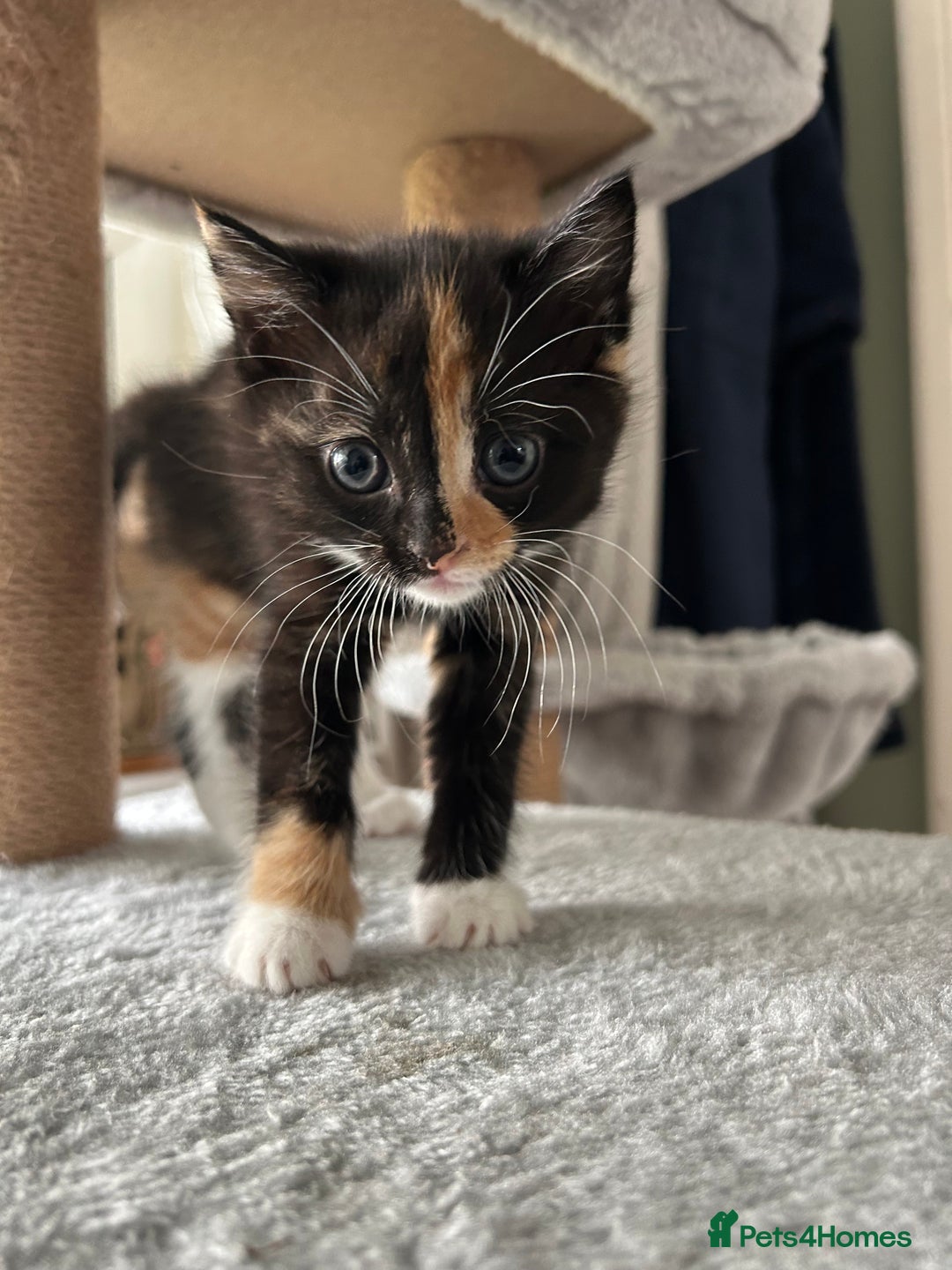 Mixed Breed cats for sale: Only little girl left  - Image 2