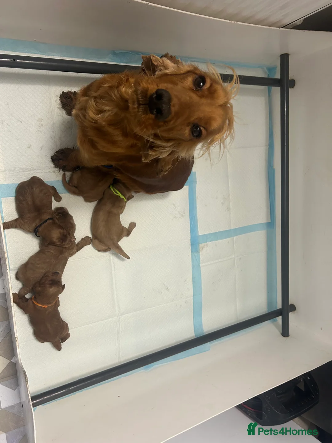 Cockapoo dogs for sale: Stunning cockapoo pups!  - Advert 9