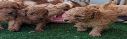 Cavapoo dogs for sale: Stunning extensively health tested Cavapoos in Portsmouth - Advert 8