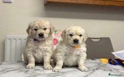 Golden Retriever dogs for sale: Fully health tested clear golden retriever puppies - Image 4