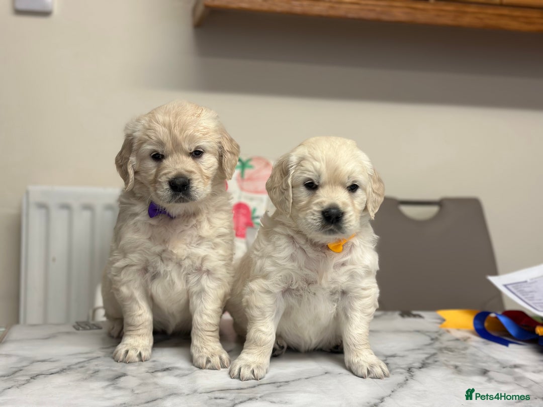 Golden Retriever dogs for sale: Fully health tested clear golden retriever puppies - Image 4