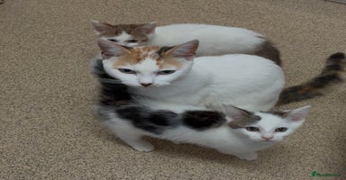 Maine Coon cats - Advert 10