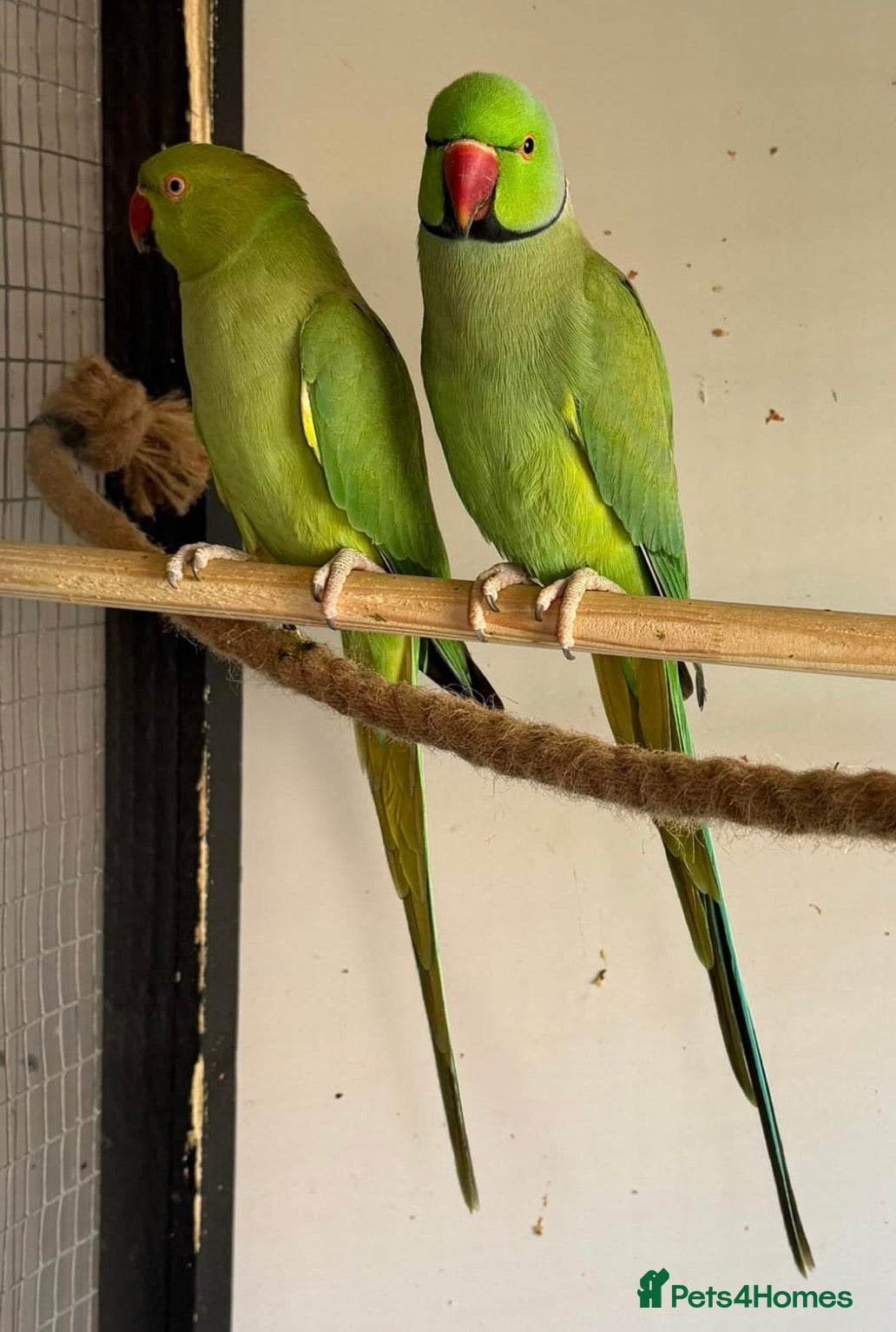 Lovebirds birds Proven pair of green Indian ring necks - Advert 11