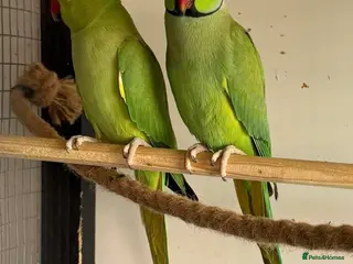 Lovebirds birds Proven pair of green Indian ring necks - Advert 11