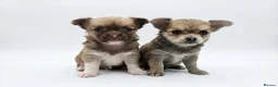 Chihuahua dogs for sale: 🐶 Chihuahua Puppies Looking for Loving Homes 🏡 - Advert 8