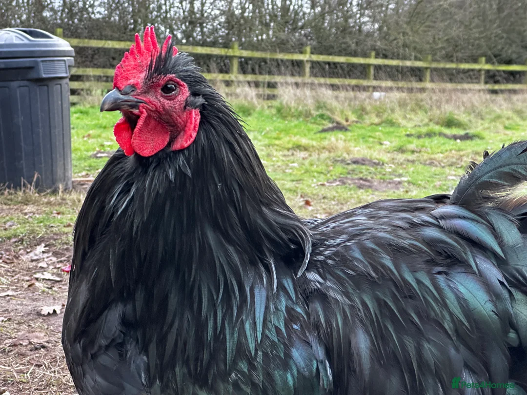 Chickens poultry for sale: Buff Orpington and Rhode Island Red Rooster - Advert 5
