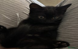 Mixed Breed cats for sale: Ragdoll/domestic shorthair  - Image 17