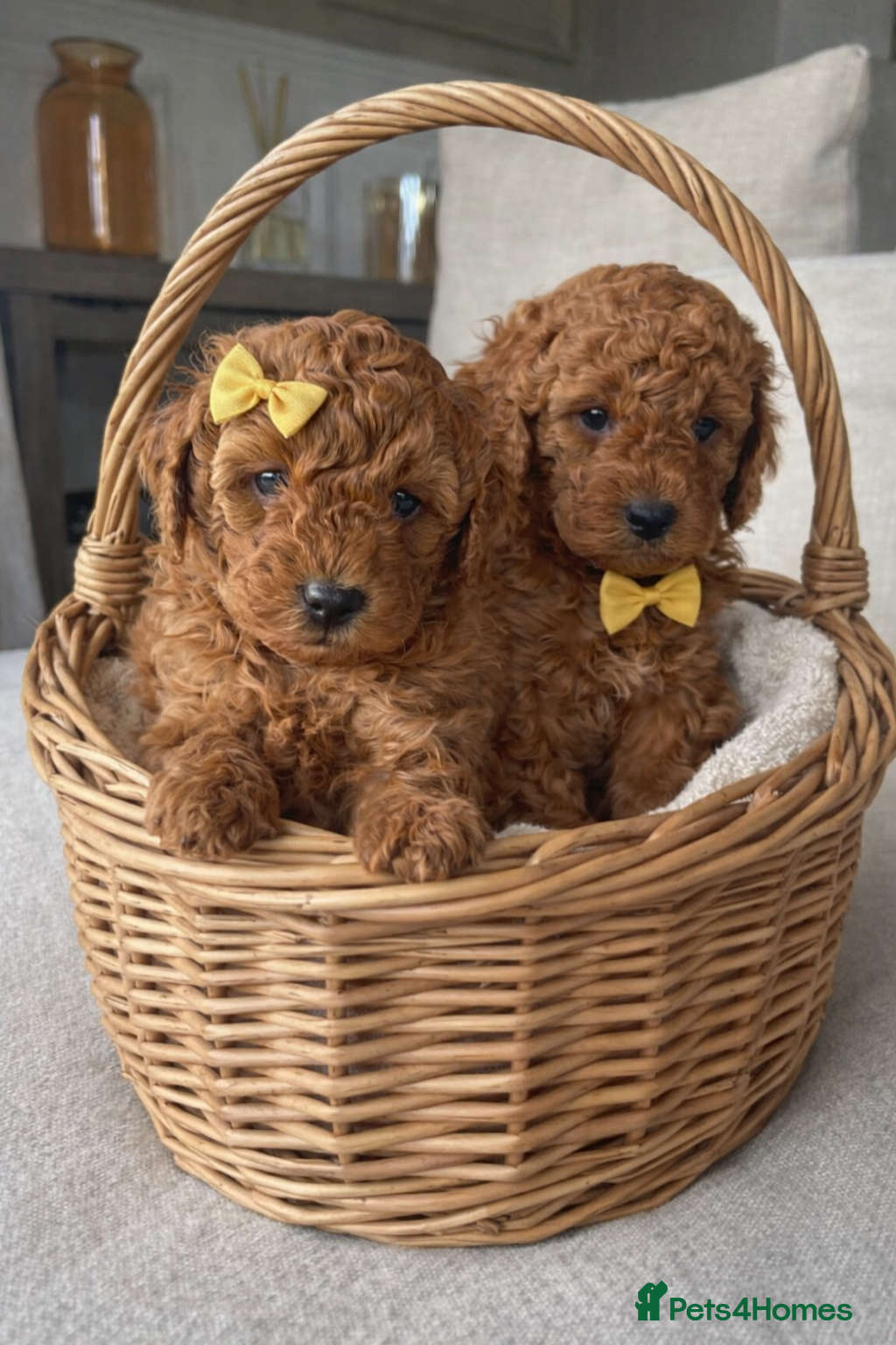 Cavapoo dogs Cavapoo Puppies Two Boys Available  - Advert 13