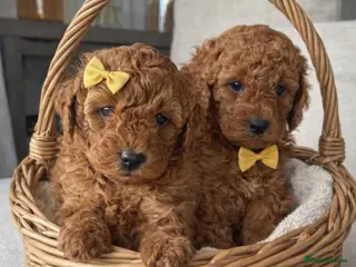 Cavapoo dogs Cavapoo Puppies Two Boys Available - Advert 13