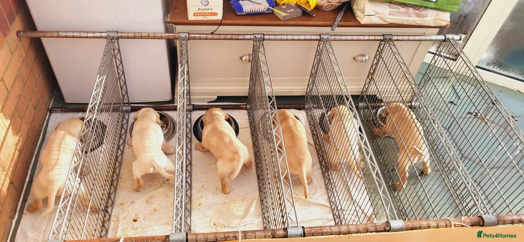 Labrador Retriever dogs for sale: Labrador fox red and golden puppy - Advert 8