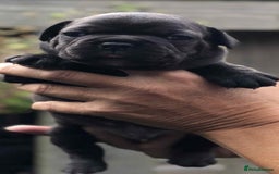 Mixed Breed dogs for sale: Two beautiful puppies left. - Advert 2