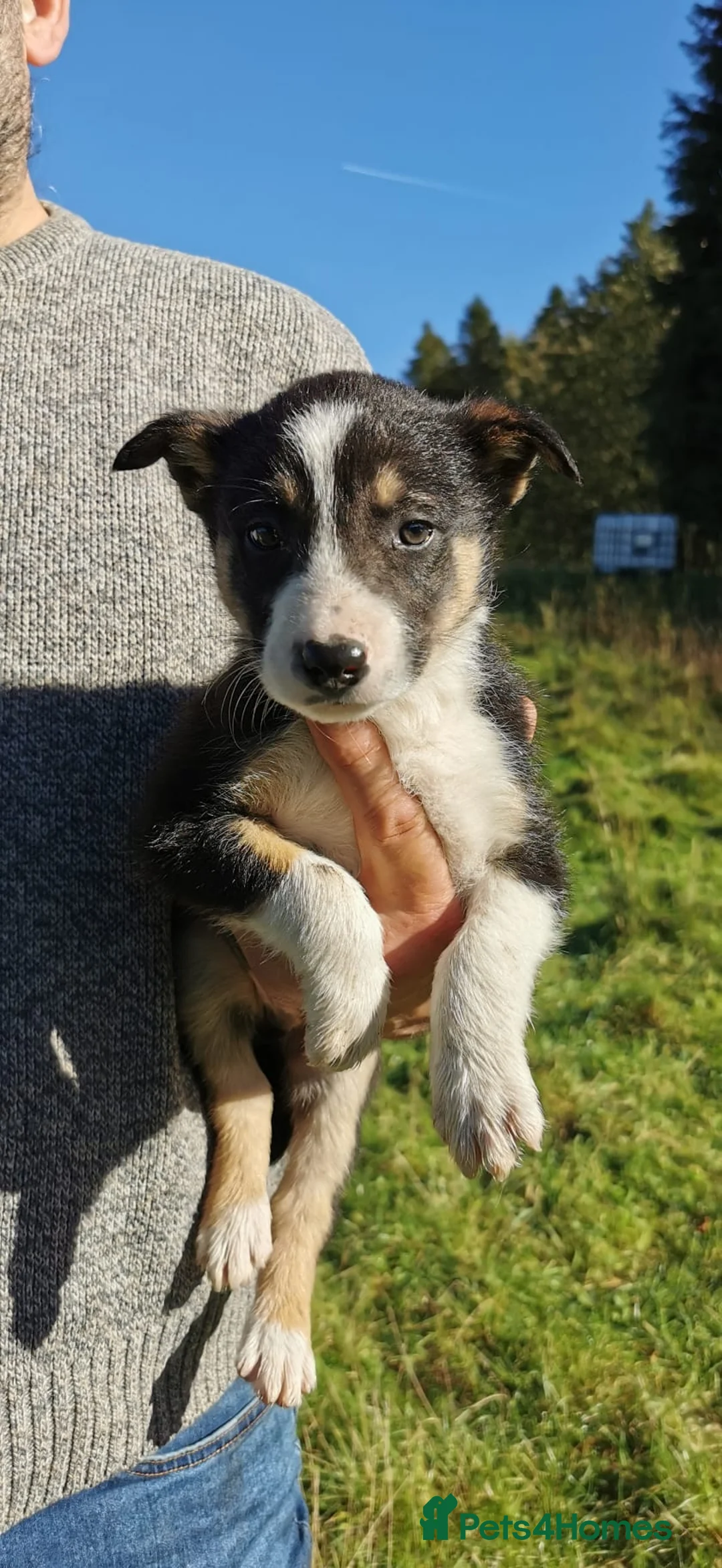 Border Collie dogs for sale: Border Collie Pups - Advert 16