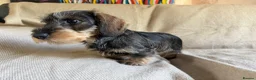Dachshund dogs for sale: Stunning teckel girl pup  - Advert 3