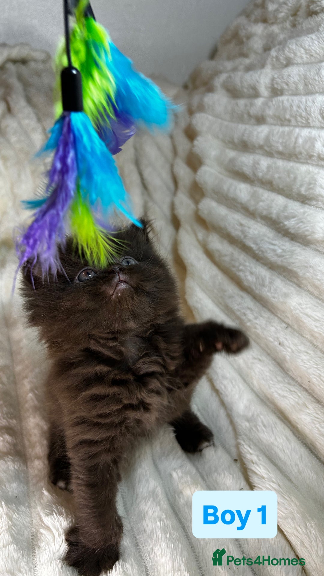 British Longhair cats for sale: British Long/Short Hair Adorable Kittens - Advert 6