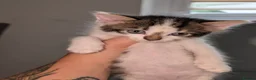 Mixed Breed cats for sale: Maine coon cross kittens  - Advert 7