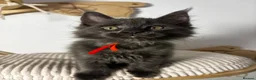 Maine Coon cats for sale: 3 Beautiful active Maine Coon Kitten’s - Advert 6