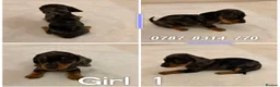 Miniature Dachshund dogs for sale: Dachshund Puppys 8 available  - Advert 4