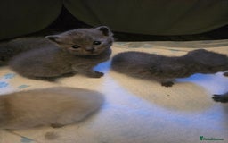 British Shorthair cats for sale: 6 x British Short-haired Blue kittens for sale - Image 25