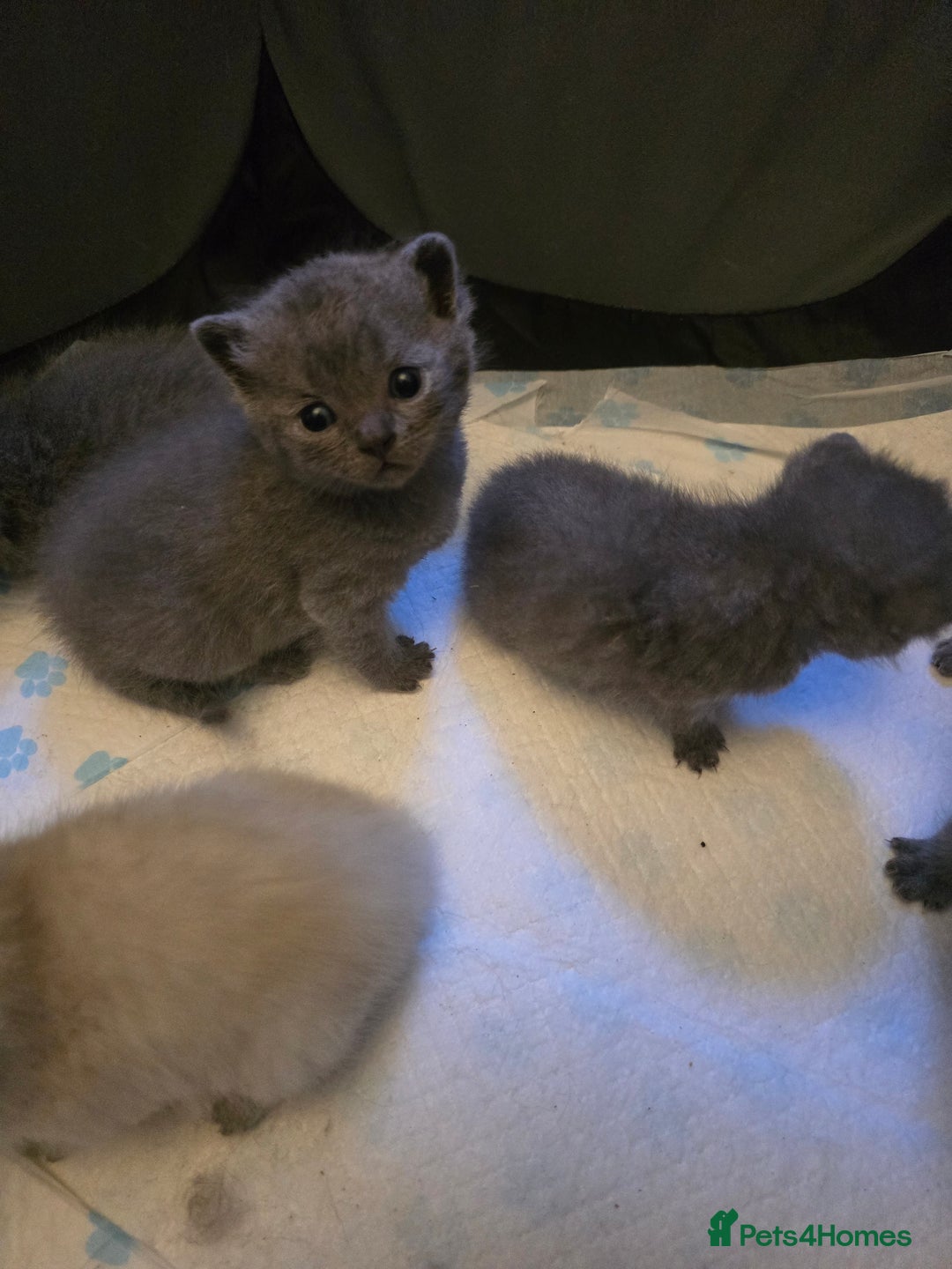 British Shorthair cats for sale: 6 x British Short-haired Blue kittens for sale - Image 25