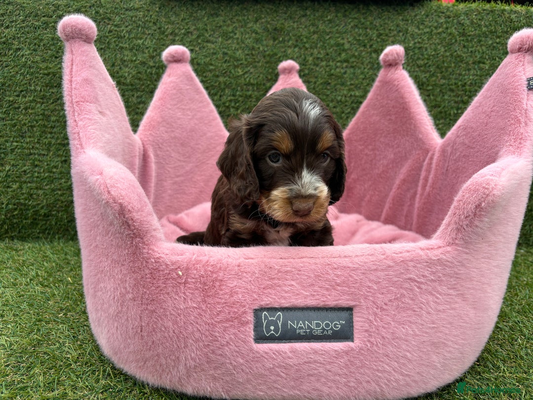 Cockapoo dogs for sale: ⭐️ Stunning Rare Coloured F1 Miniature Cockpoos ⭐️ - Image 11