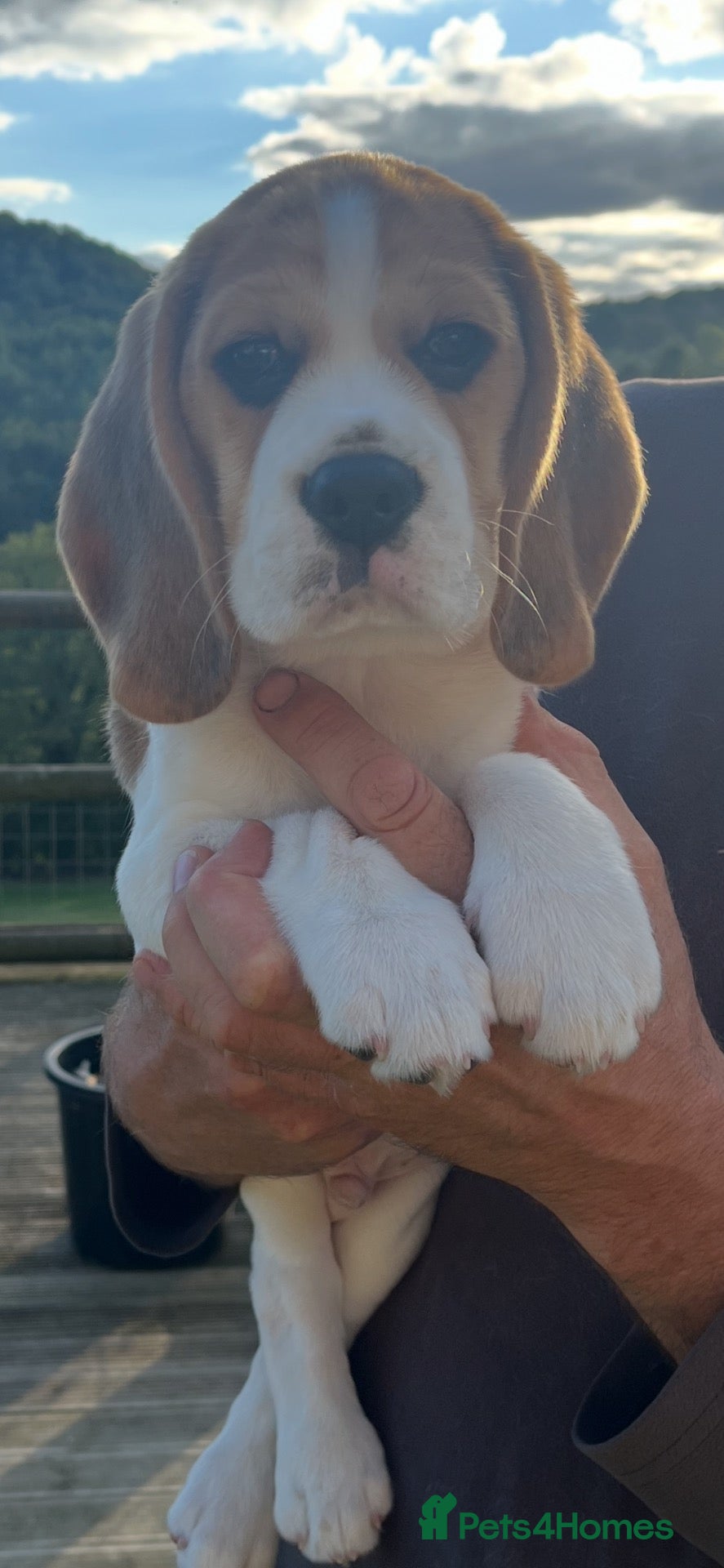 Beagle dogs Champion Bred Puppies (KC reg) - Advert 1