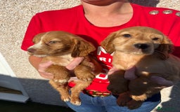 Cocker Spaniel dogs for sale: ⭐️Cocker spaniel puppies ready now ⭐️ - Image 10