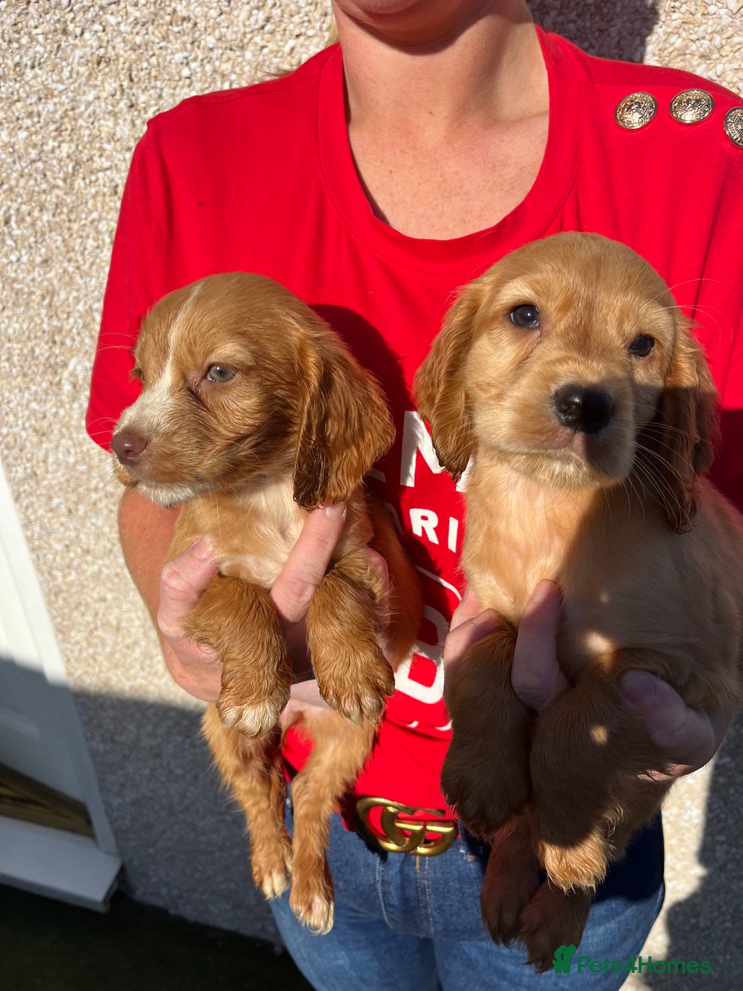 Cocker Spaniel dogs for sale: ⭐️Cocker spaniel puppies ready now ⭐️ - Image 10