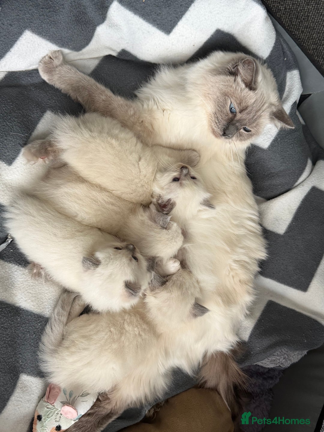 Ragdoll cats for sale: Ragdoll-lovely kittens - Image 15