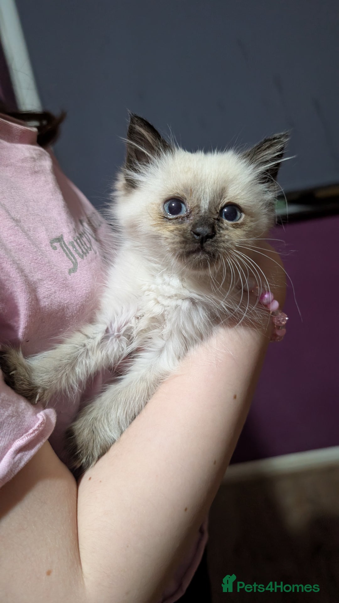Ragdoll cats for sale: Ragdoll male last one left - Advert 1