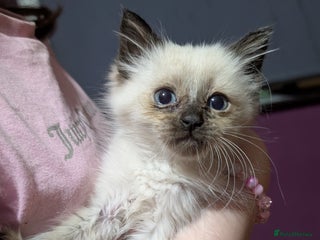 Ragdoll cats Ragdoll male last one left - Advert 1