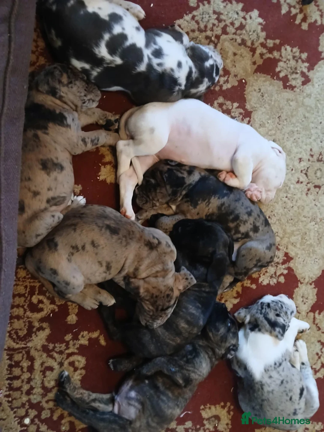 Mixed Breed dogs for sale: beautiful pups - Advert 3