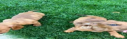 Dachshund dogs for sale: Lovely dachshunds!!! - Advert 5