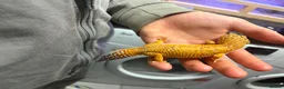 Leopard Gecko reptiles for sale: Male leopard gecko - Advert 6