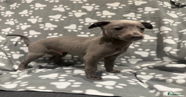 Whippet dogs - Advert 10