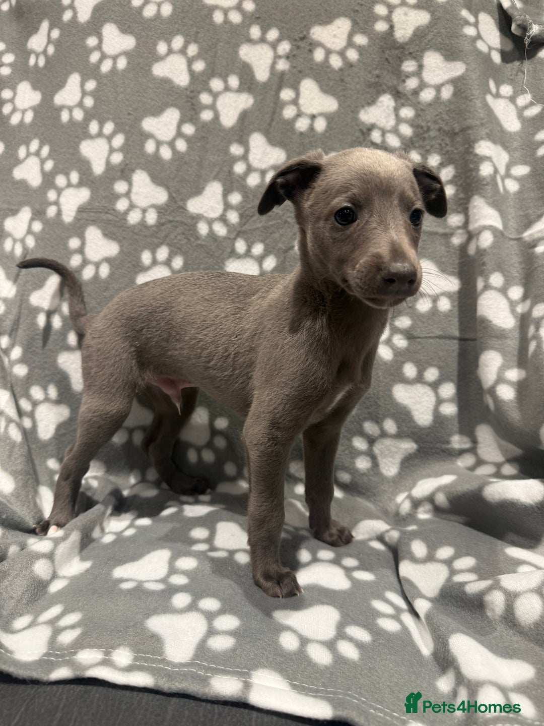 Whippet dogs for sale: Kc whippet puppies 0ne lovely blue boy available  - Image 2