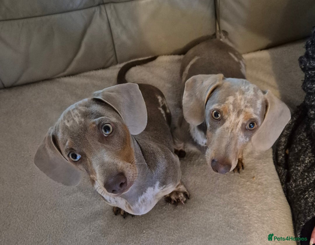 Dachshund dogs for sale: Kc isabella dapples boys - Image 1