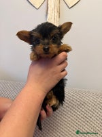 Yorkshire Terrier dogs - Advert 15