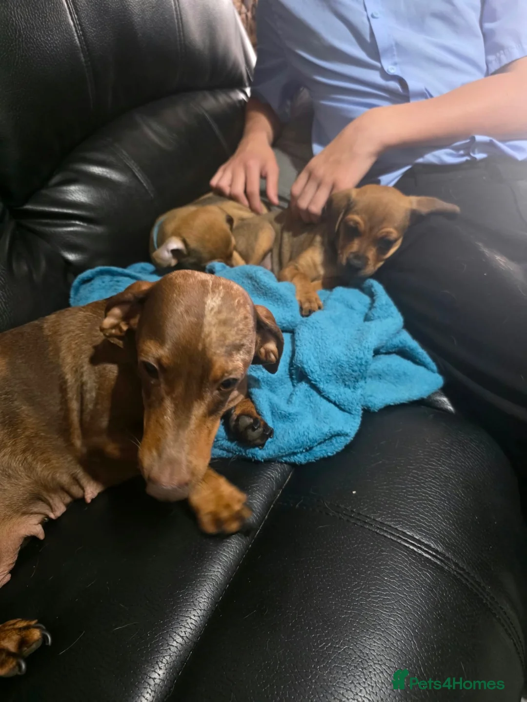Mixed Breed dogs for sale: 1 girl Available  in Brierley Hill - Advert 5
