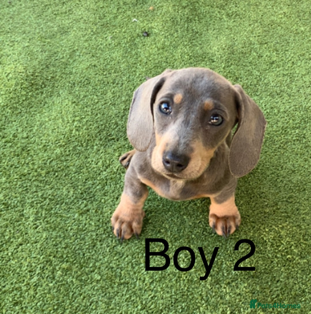 Miniature Dachshund dogs for sale: 2 Isabella miniature dachshund READY TO LEVE NOW  - Image 4