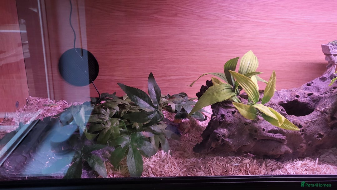 Corn Snake reptiles for sale: Lovely Corn Snake with Vivarium & furnishings - Advert 6