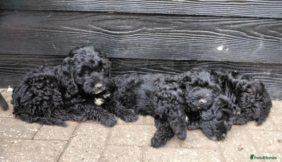 Cockapoo dogs for sale: Stunning litter of F1 Cockapoos - Image 5