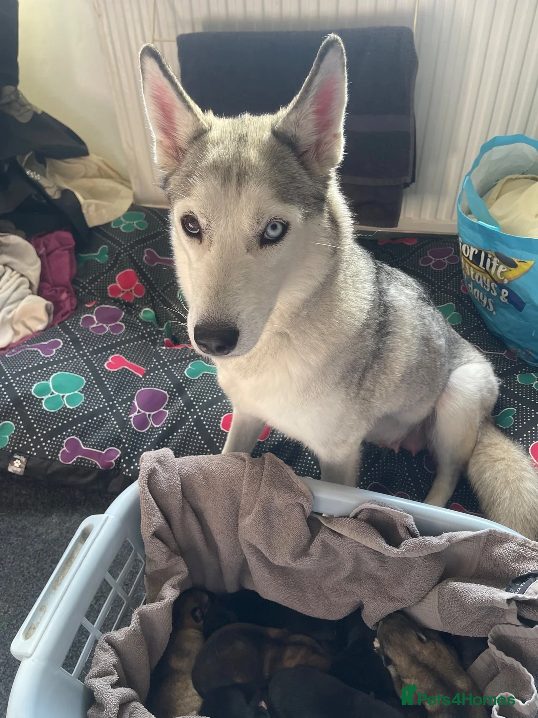Shepsky dogs for sale: Shepskys in Peterlee - Advert 1