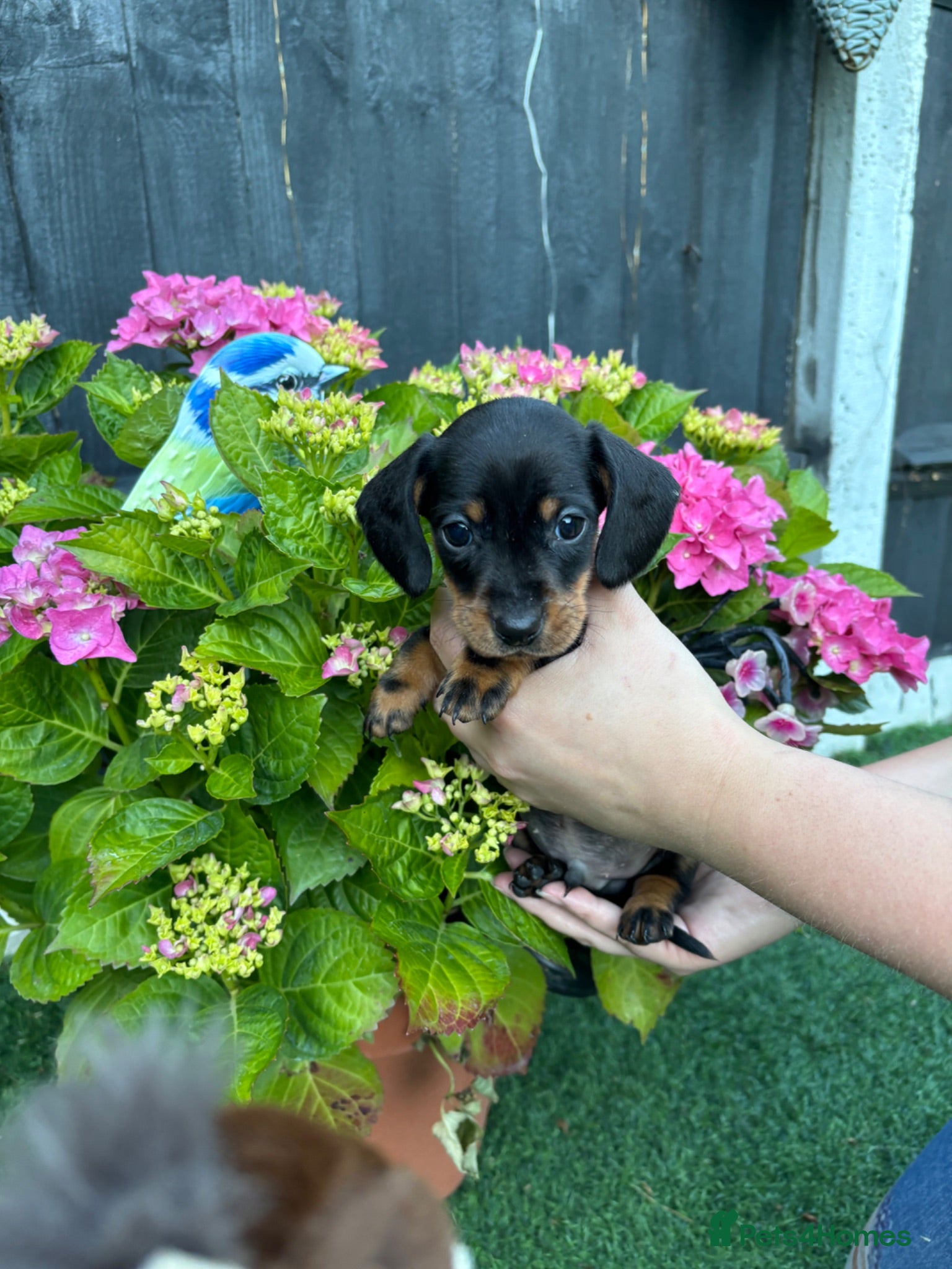 Dachshund dogs 3 beautiful Dacshund boys  Black and Tans left  - Advert 1