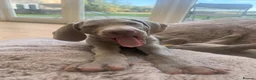 Weimaraner dogs for sale: Superb Gunalt Bloodlines & Excellent Temperament - Advert 7