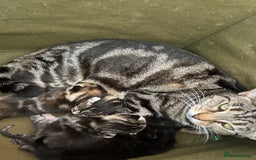 Mixed Breed cats for sale: 7 beautiful kittens ready for a loving home - Image 3