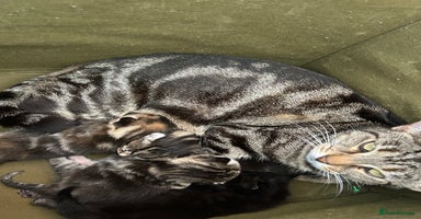 Mixed Breed cats - Advert 3